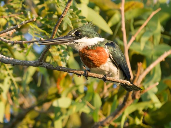 Amazoneijsvogel (Chloroceryle amazona)